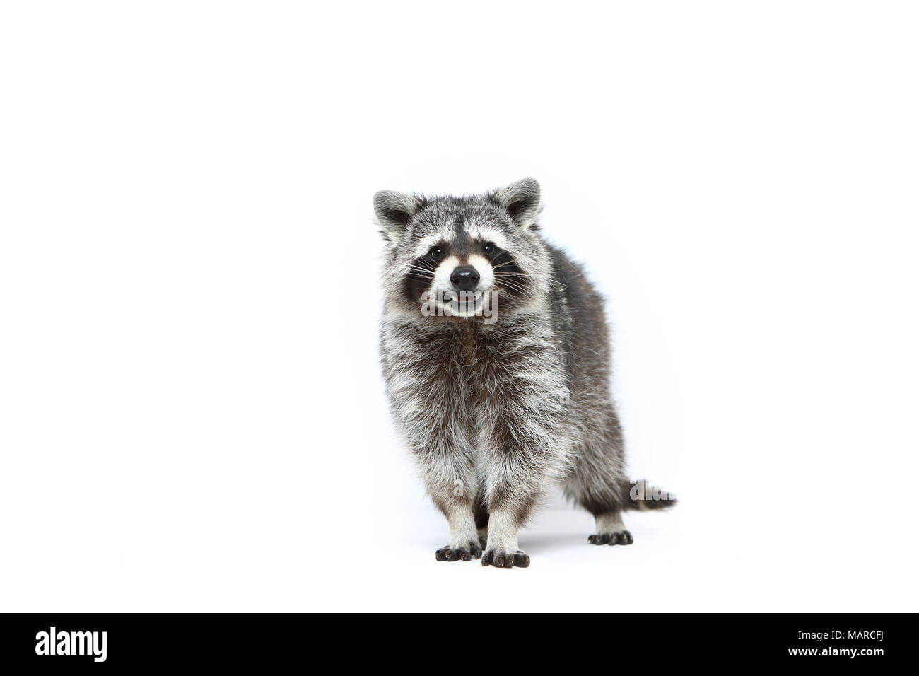 Raccoon (Procyon lotor). Adult standing, seen head-on. Studio picture against a white background. Germany Stock Photo