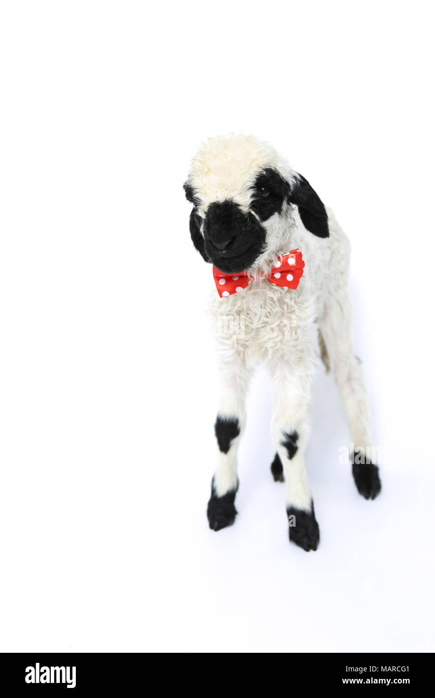 Valais Blacknose Sheep. Lamb (5 days old) standing, wearing a red bow tie with polka dots. Studio picture against a white background. Germany Stock Photo