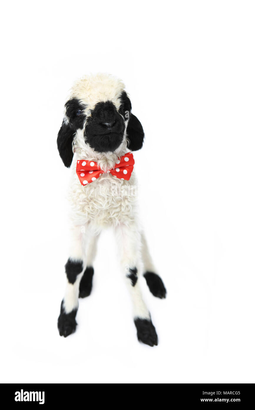 Valais Blacknose Sheep. Lamb (5 days old) standing, wearing a red bow tie with polka dots. Studio picture against a white background. Germany Stock Photo