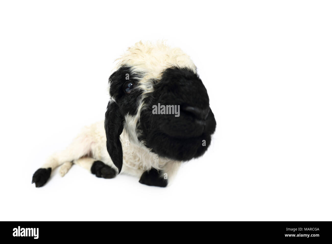 Valais Blacknose Sheep. Lamb (5 days old) lying. Studio picture against a white background. Germany Stock Photo