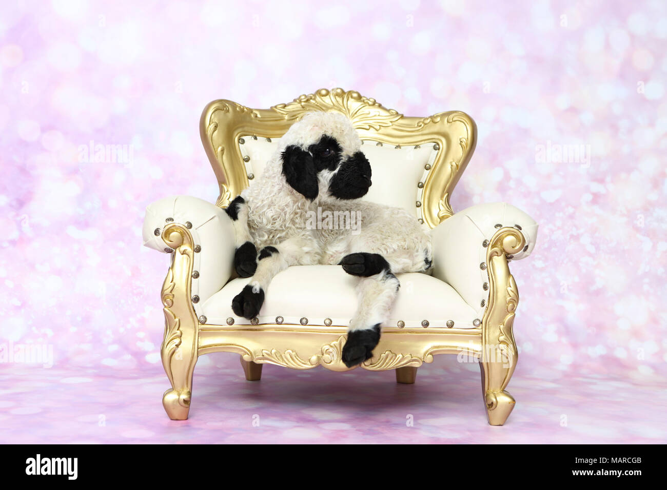 Valais Blacknose Sheep. Lamb (5 days old) lying on a baroque armchair. Studio picture against a pink background. Germany Stock Photo