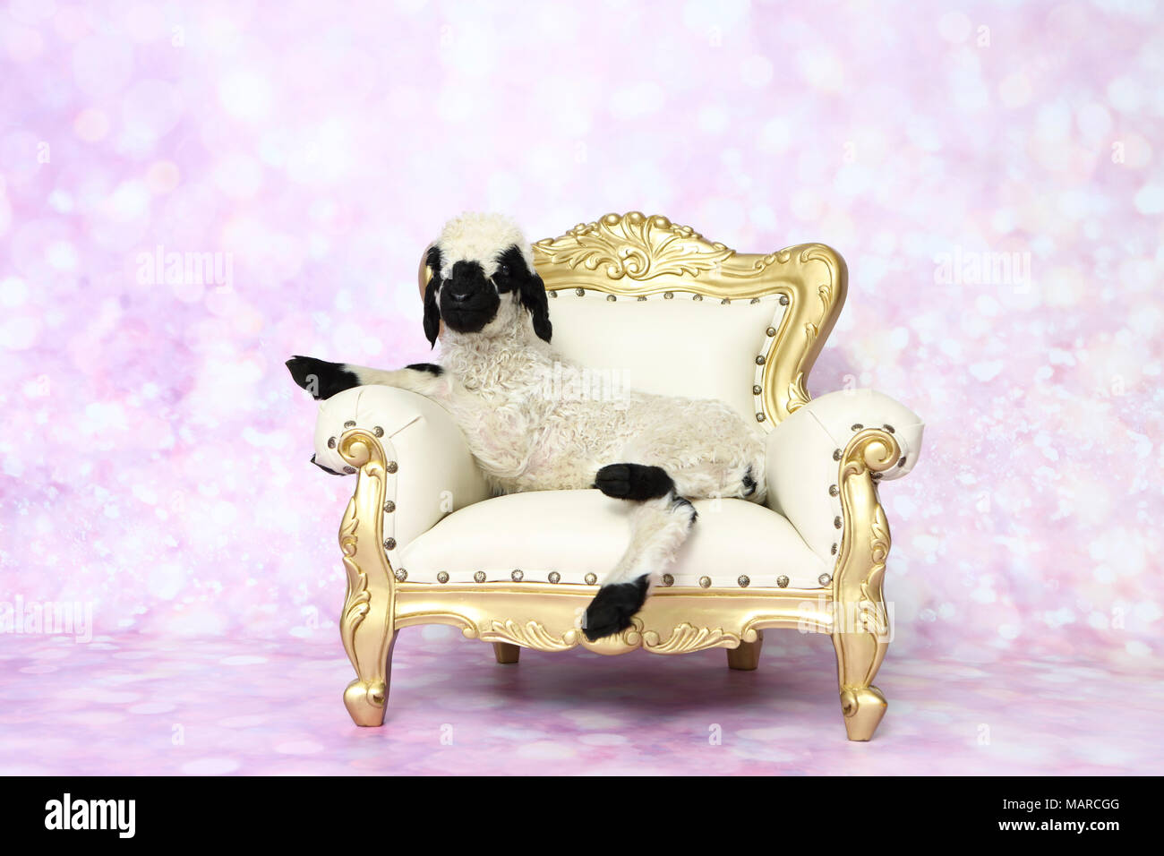 Valais Blacknose Sheep. Lamb (5 days old) lying on a baroque armchair. Studio picture against a pink background. Germany Stock Photo