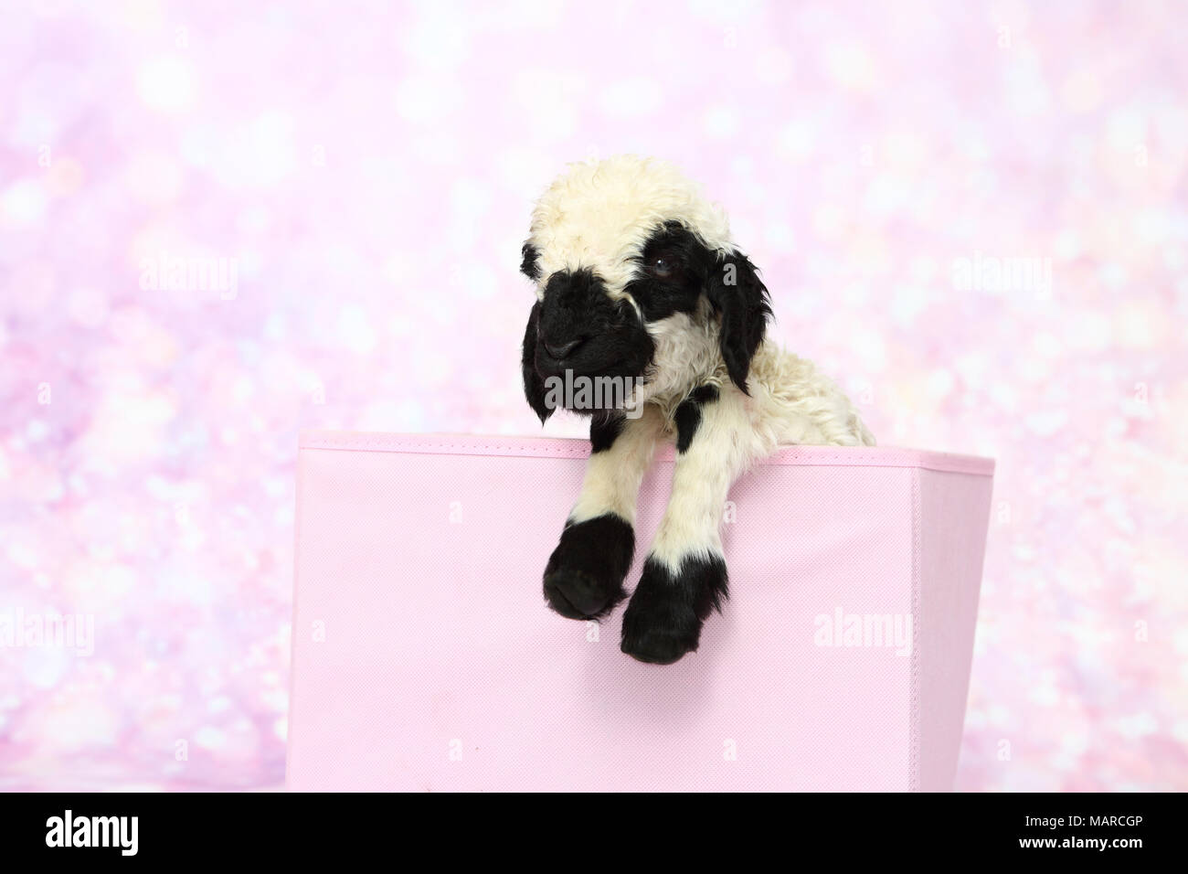 Valais Blacknose Sheep. Lamb (5 days old) in a pink box. Studio picture against a pink background. Germany Stock Photo
