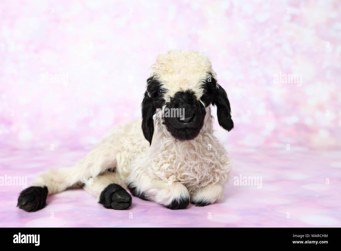 Valais Blacknose Sheep. Lamb (5 days old) lying. Studio picture against a pink background. Germany Stock Photo