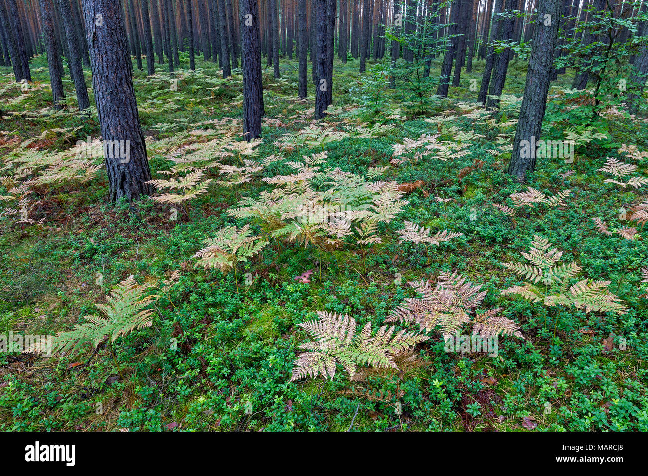 Braken (Pteridium aquilinum) in a Pine forest in fall. Germany Stock Photo