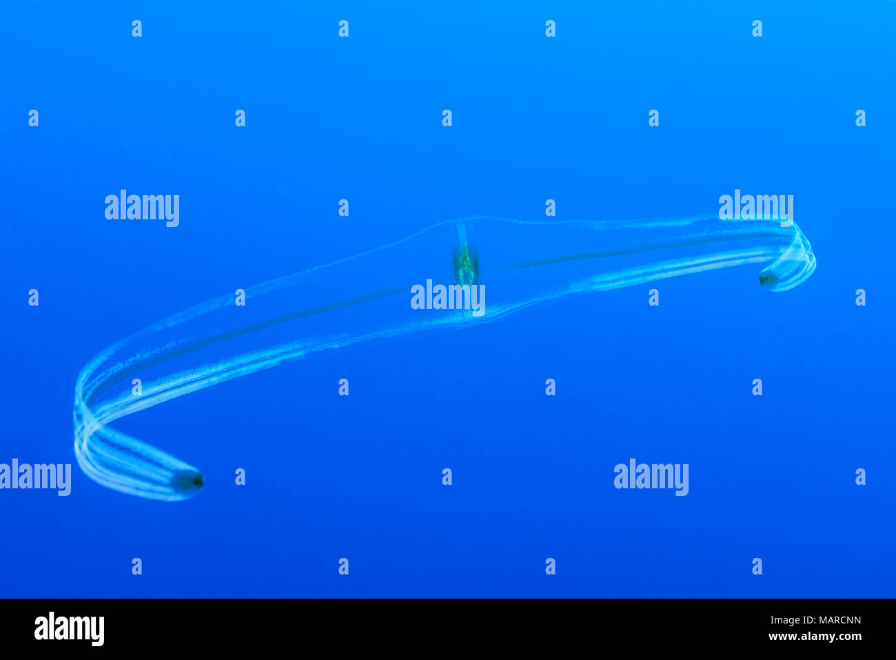 Venus girdle, cestid comb jelly (Cestum veneris) swimming. Cocos Island