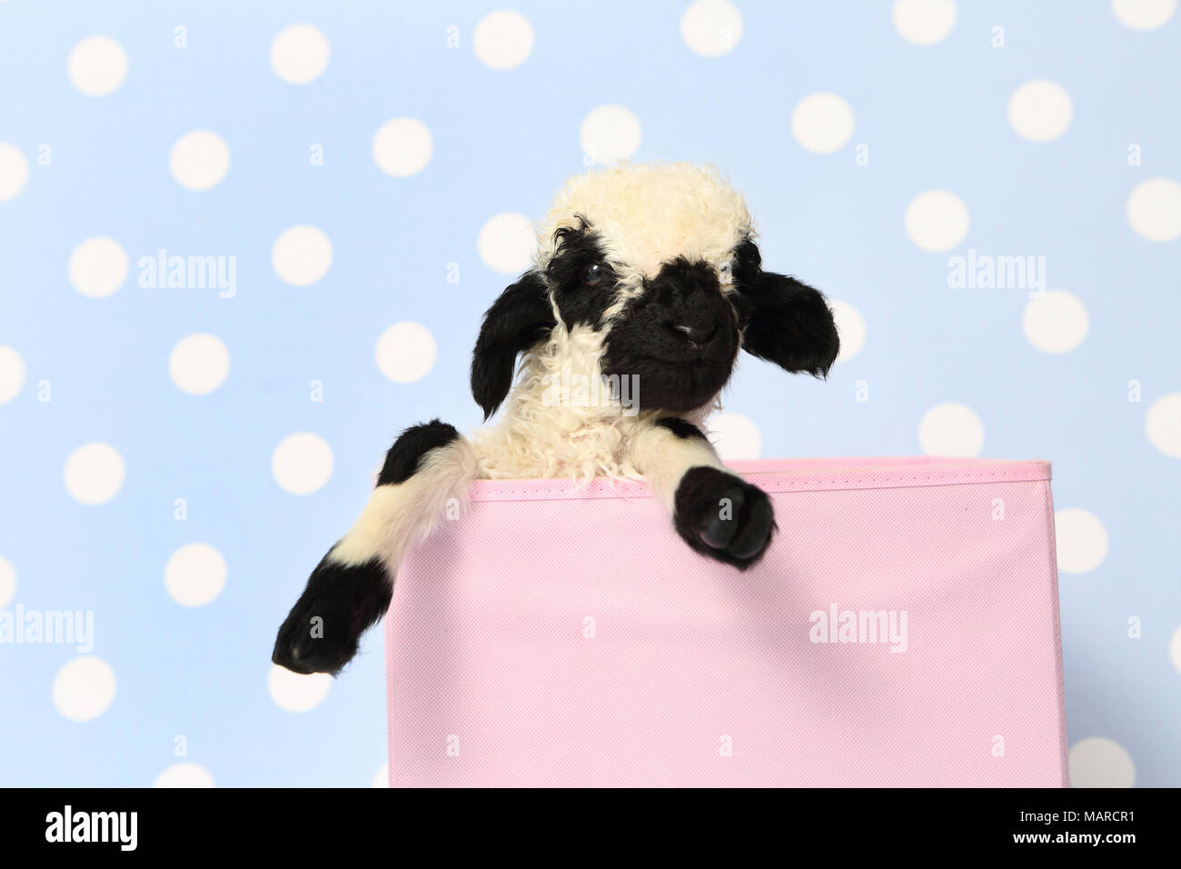 Valais Blacknose Sheep. Lamb (10 days old) in a pink box. Studio picture against a light-blue background with polka dots. Germany Stock Photo