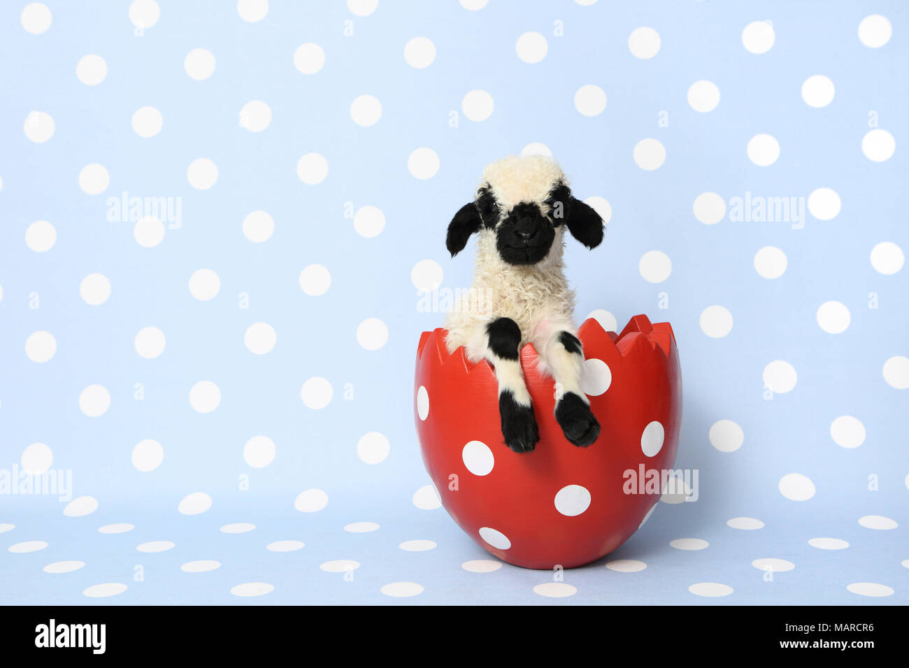 Valais Blacknose Sheep. Lamb (10 days old) in a decorative pot, shaped like an eggshell. Studio picture against a light-blue background with polka dots. Germany Stock Photo