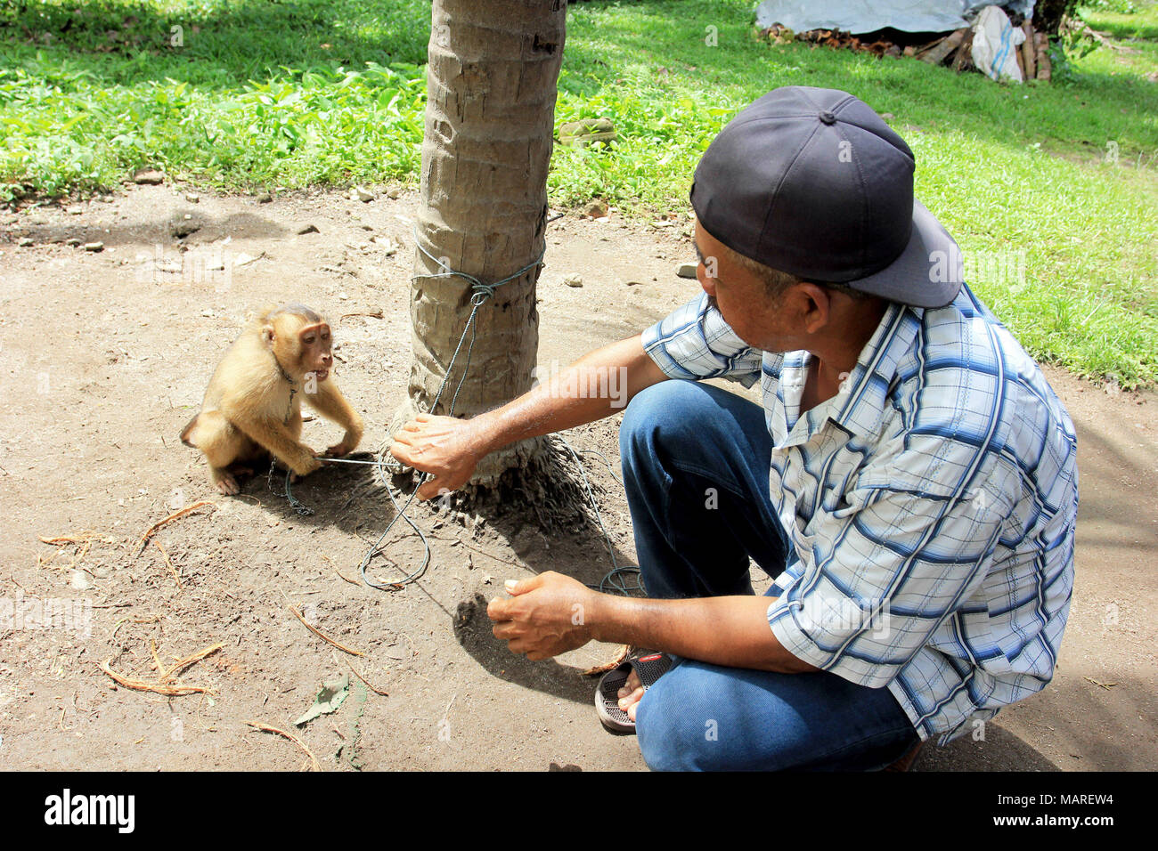 A monkey helped harvest and husking the coconut. Long-tailed monkeys or  long-tailed macaque in Pariaman, not just animals that live in the wild,  but these monkeys are also utilized by the local