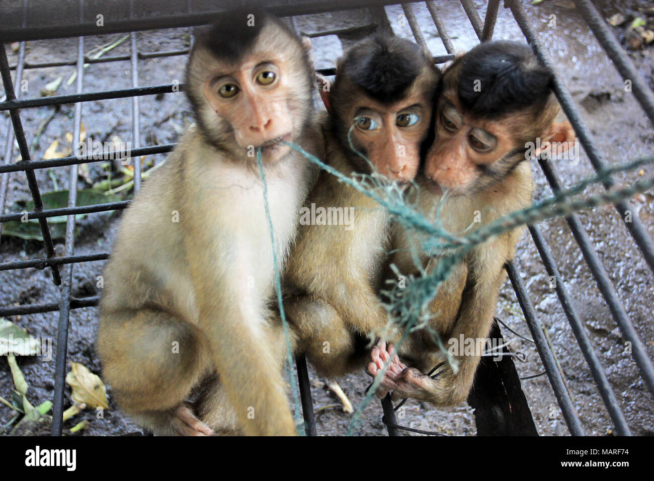 A monkey helped harvest and husking the coconut. Long-tailed monkeys or  long-tailed macaque in Pariaman, not just animals that live in the wild,  but these monkeys are also utilized by the local