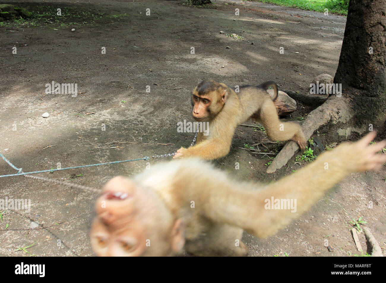 A monkey helped harvest and husking the coconut. Long-tailed monkeys or  long-tailed macaque in Pariaman, not just animals that live in the wild,  but these monkeys are also utilized by the local