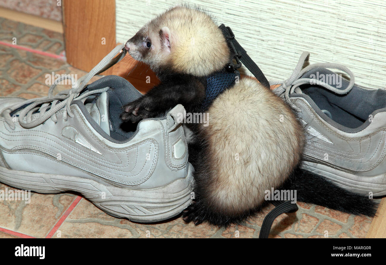 A small home ferret studies shoes in the apartment Stock Photo - Alamy