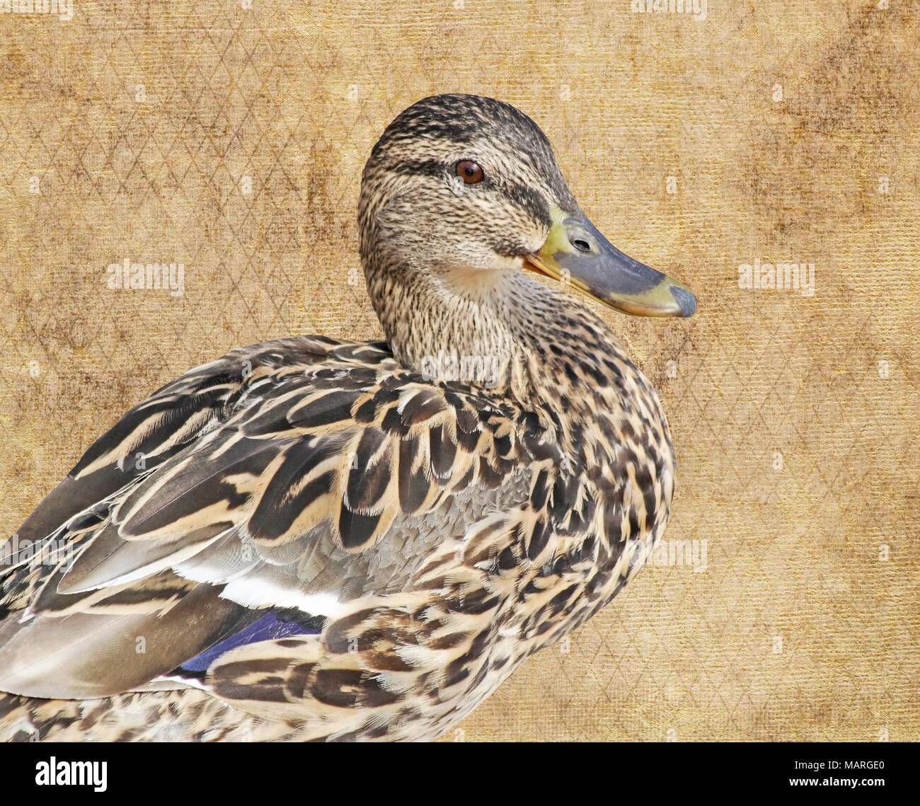 Close up of a Mallard duck female isolated against a neutral color background Stock Photo