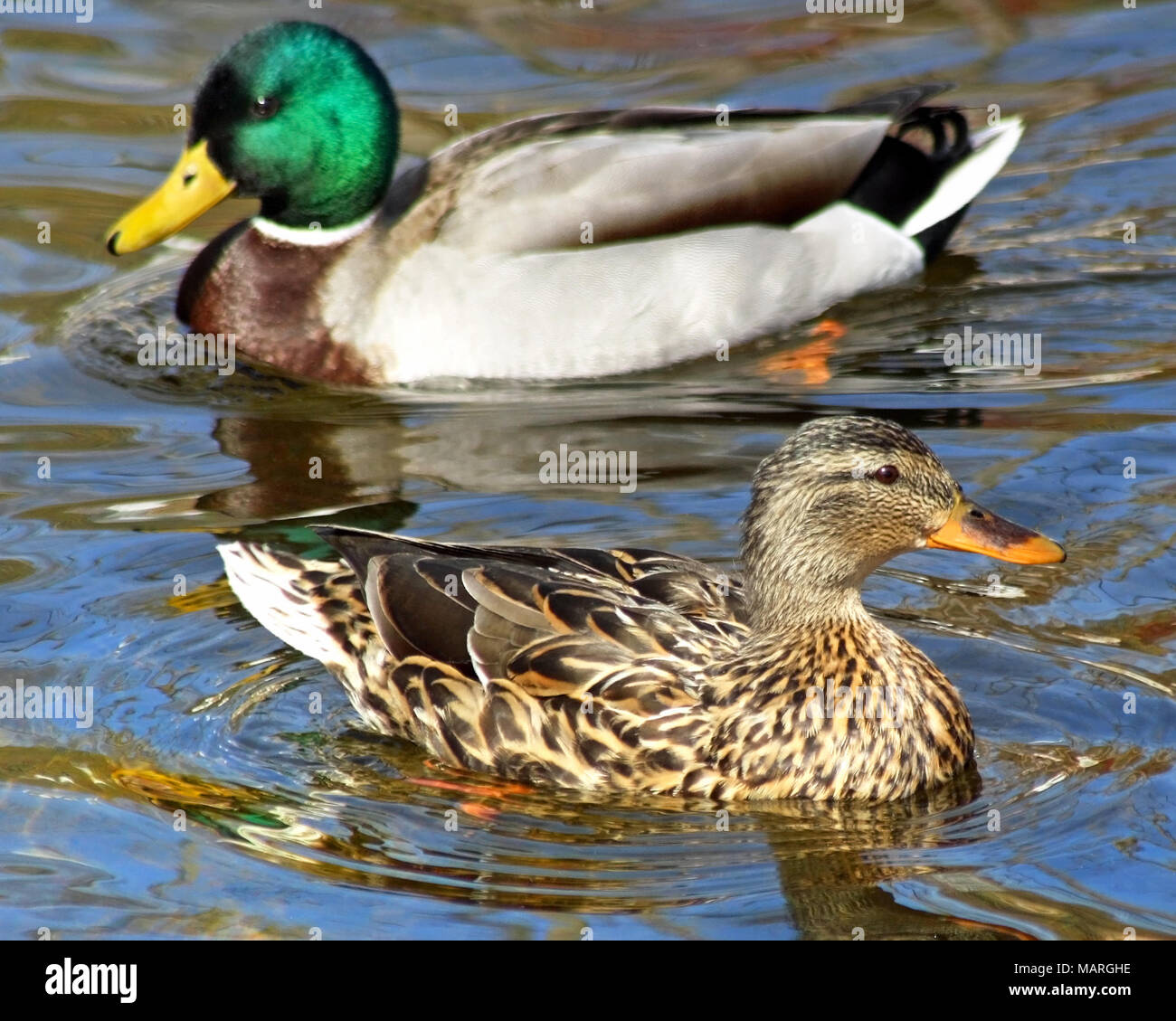 Mallard duck mates swimming together on beautiful blue waters Stock Photo