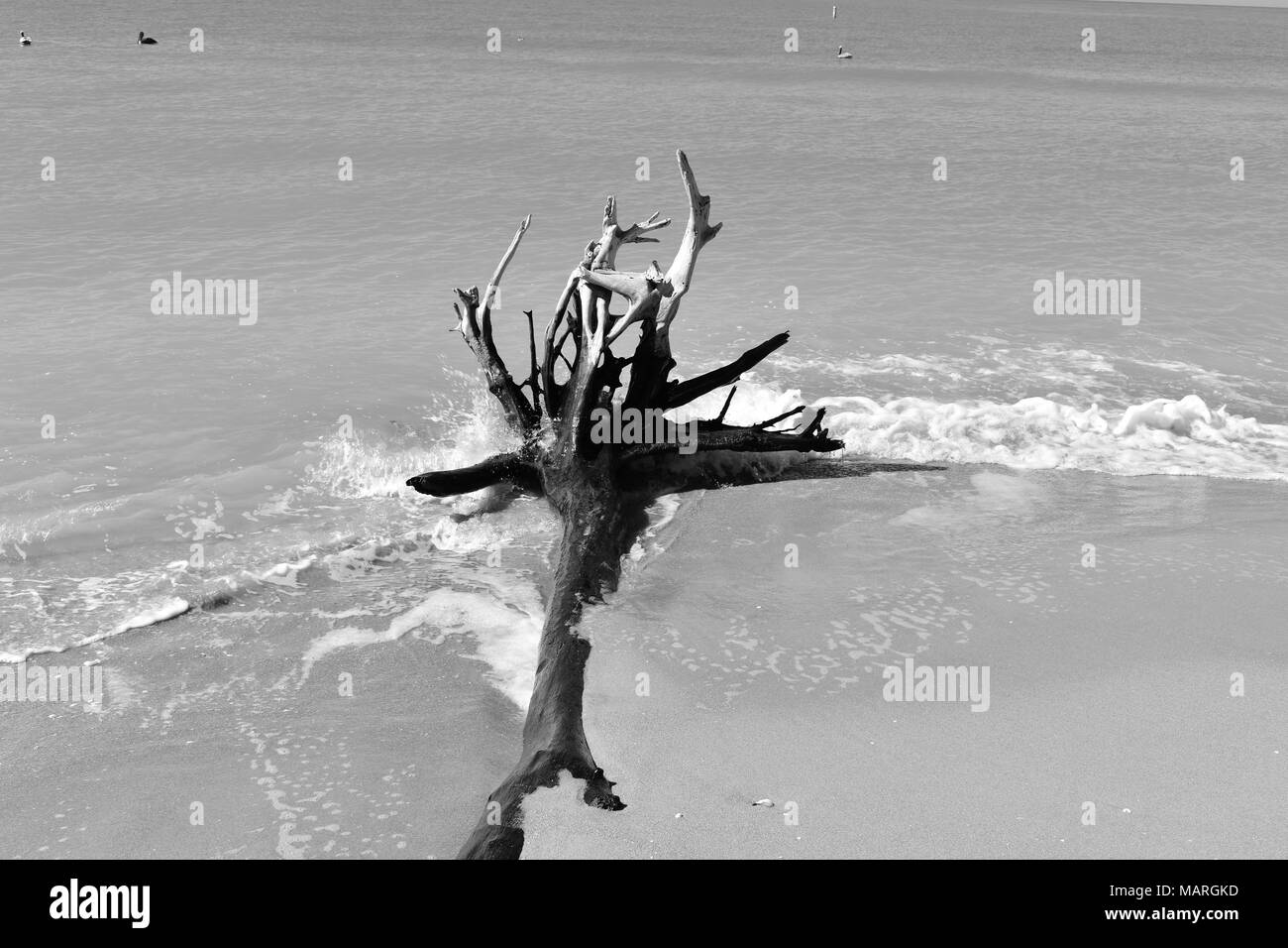 Black and white abstract driftwood hi-res stock photography and images ...