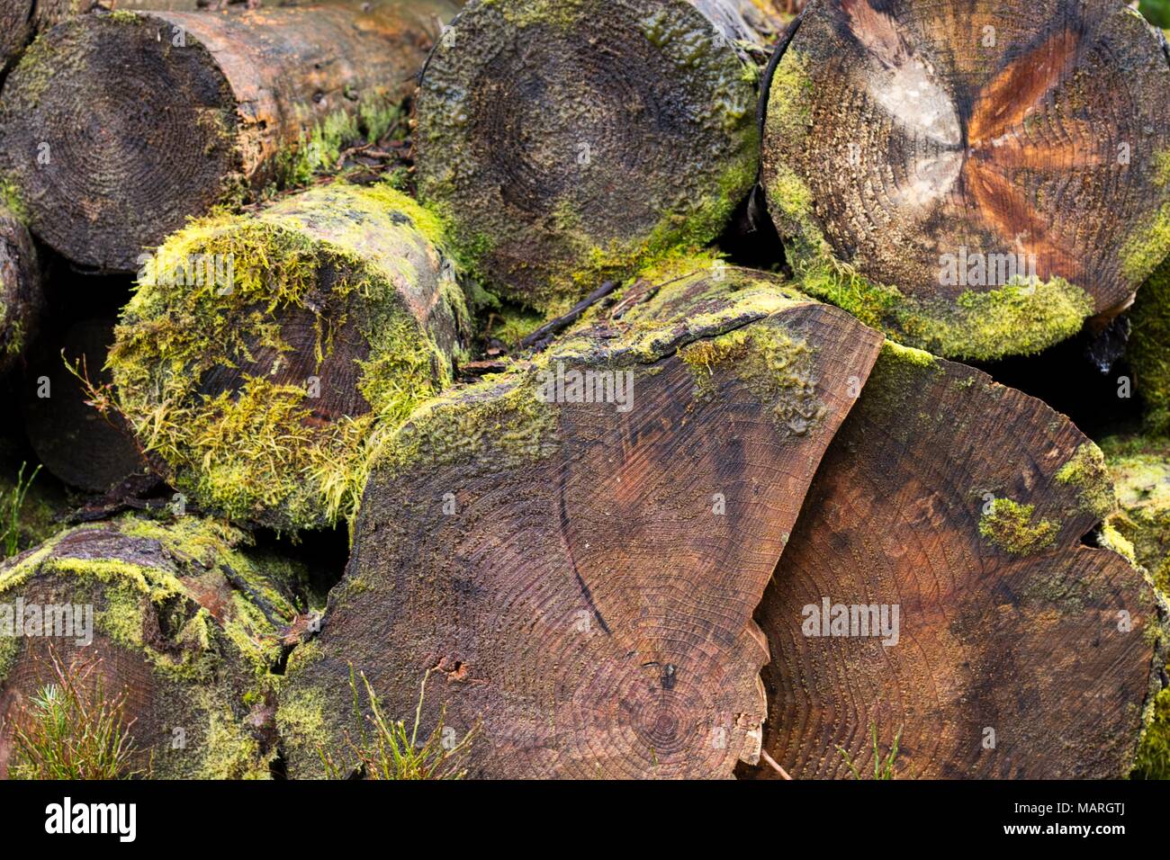 Old logs with lichen in Llandegla Forest, North Wales Stock Photo
