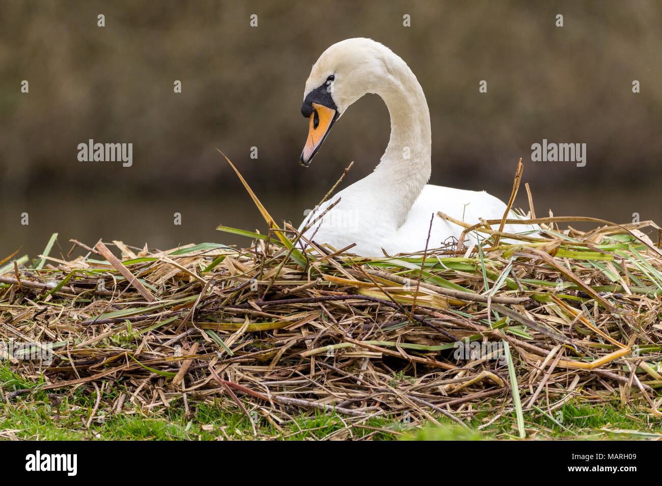 Mute swan (Cygnus olor) building a nest at the lakeside.This female arranges the reeds the male collects and passes to her. The swan is on the nest. Stock Photo