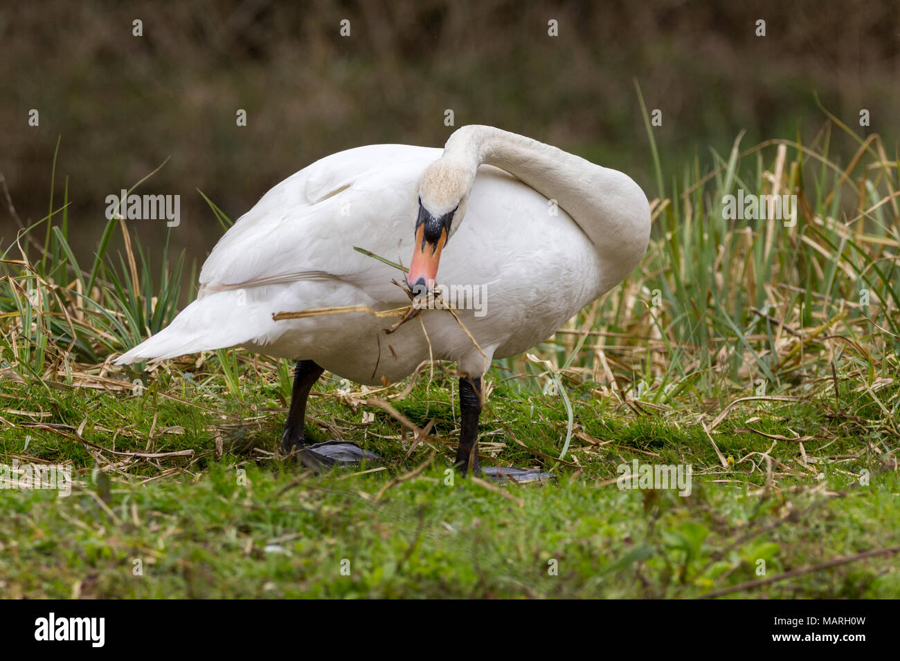 Mute swan (Cygnus olor) building a nest at the lakeside. This male is collecting reeds and passing them to the female on the nest nearby to arrange. Stock Photo