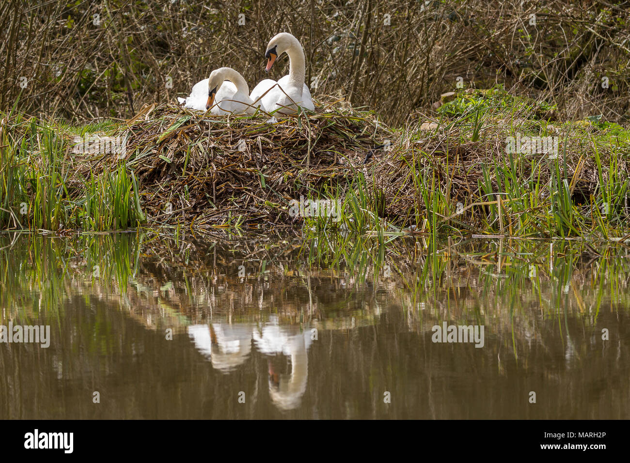 Mute swans (Cygnus olor) building a nest at the lakeside.The male and female build the nest together with the male collecting and passing material.  . Stock Photo