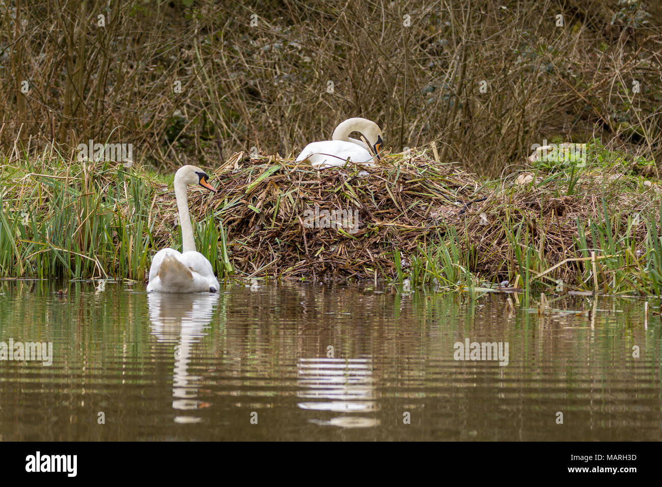 Mute swans (Cygnus olor) building a nest at the lakeside.The male and female build the nest together with the male collecting and passing material.  . Stock Photo