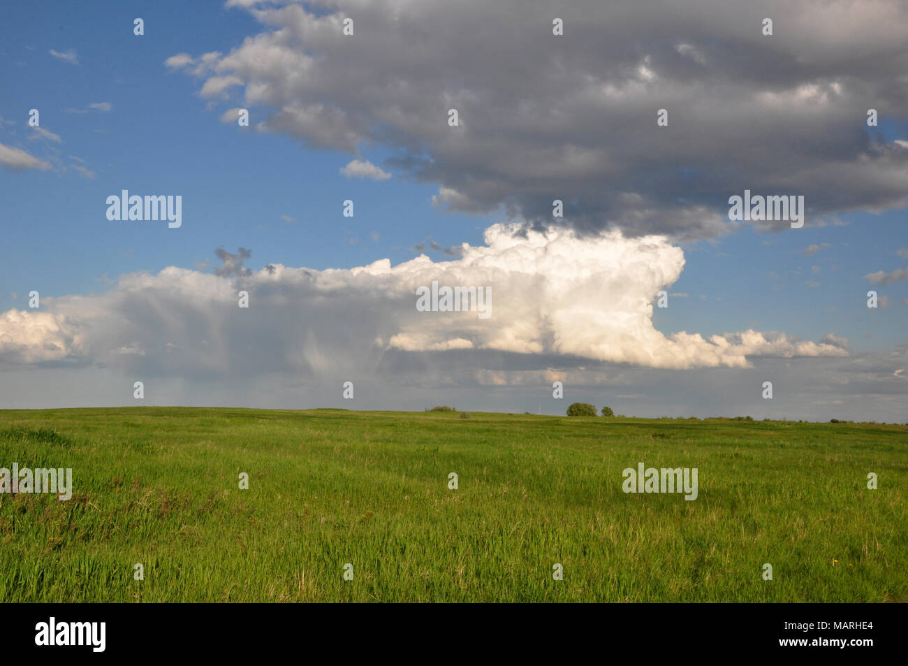 White Fluffy Cloud in a Bright Blue Sky over the Lush Green Grasses of Nose Hill Park in Calgary, Alberta. Stock Photo