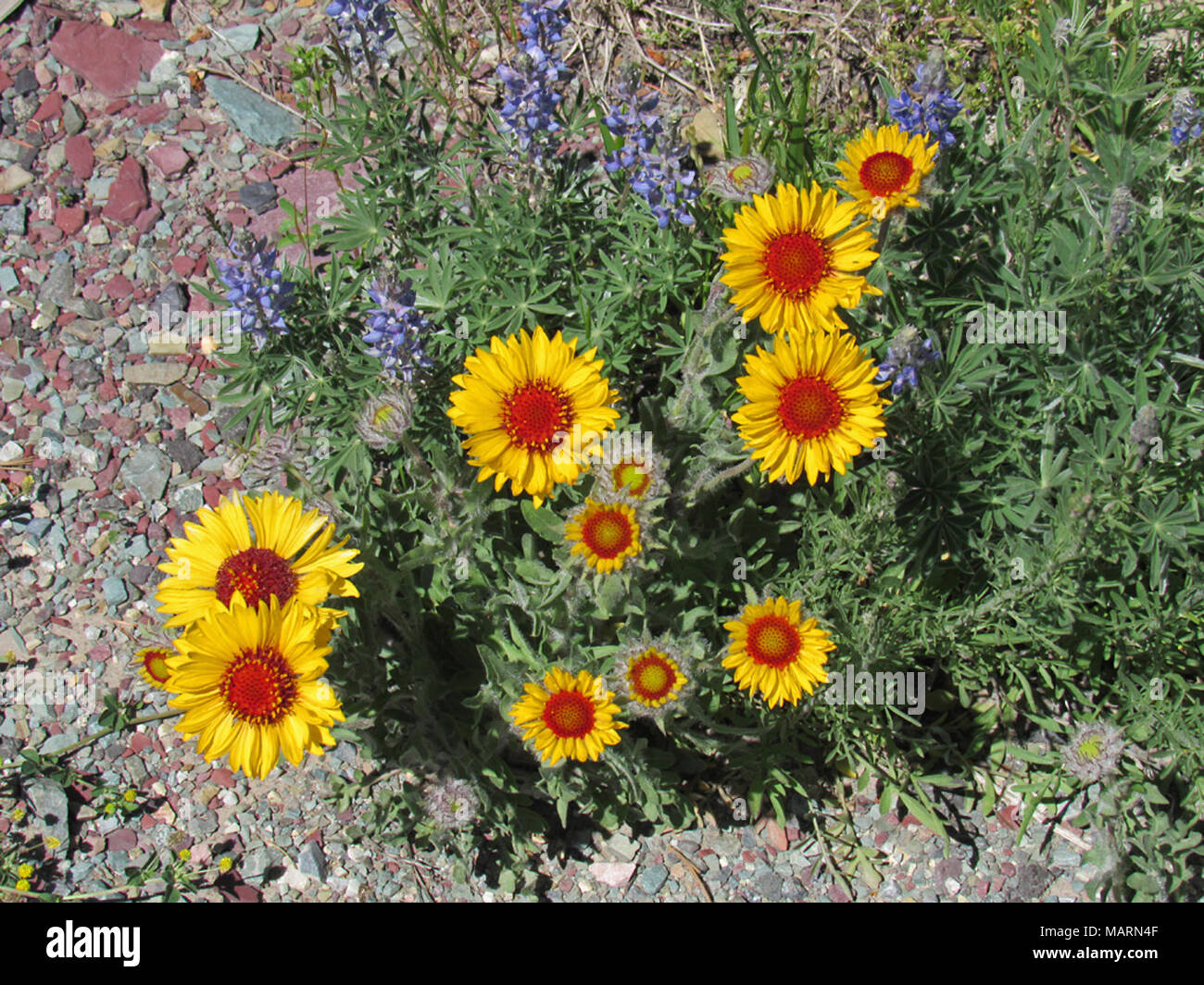 Wildflowers at Glacier NP in Montana Stock Photo - Alamy