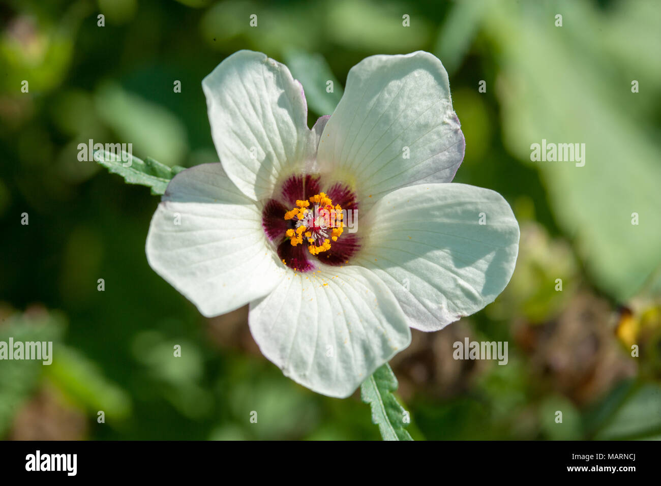 Bladder hibiscus, Timvisare (Hibiscus trionum) Stock Photo