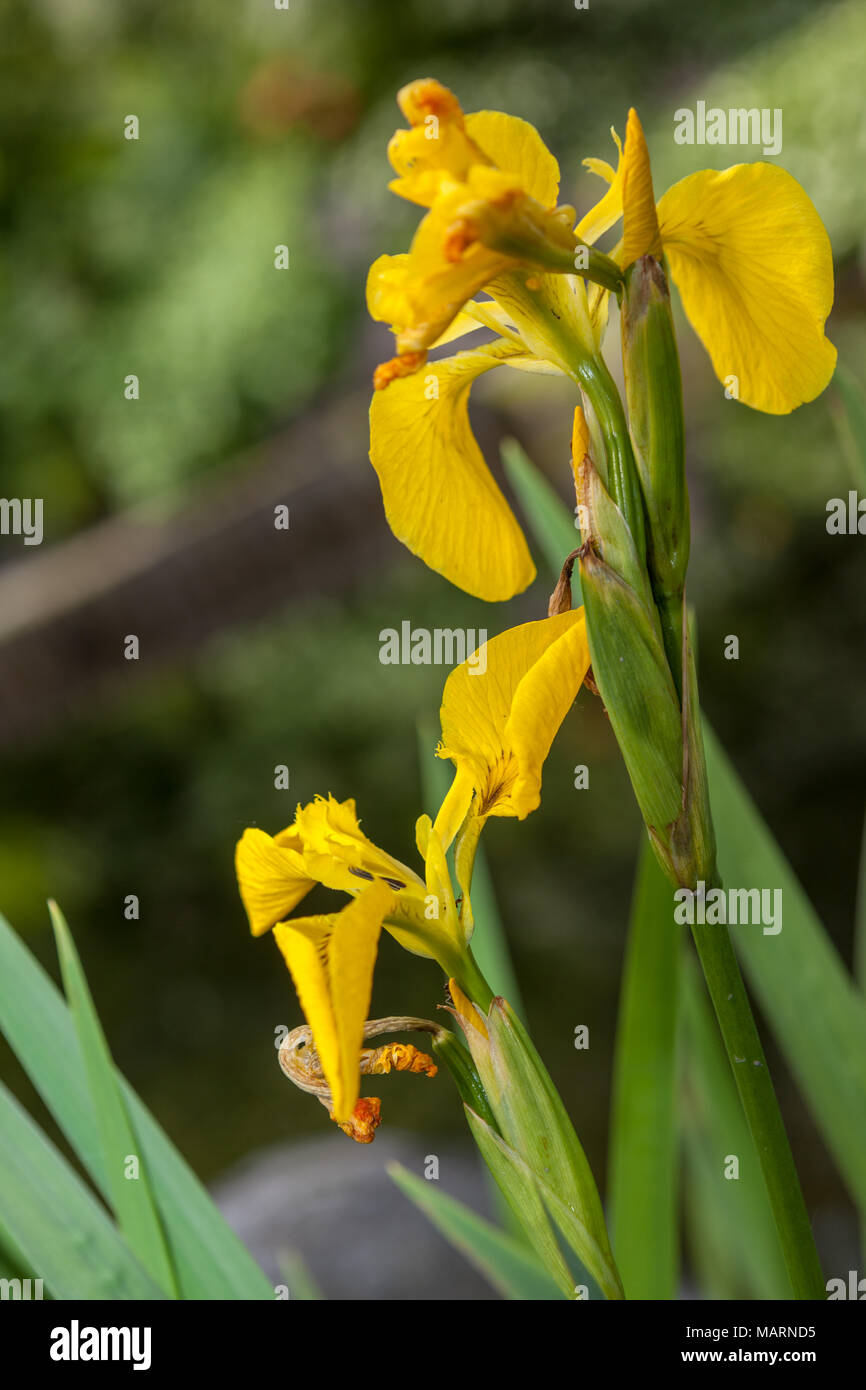 Yellow Iris, Svärdslilja (Iris pseudacorus Stock Photo Alamy