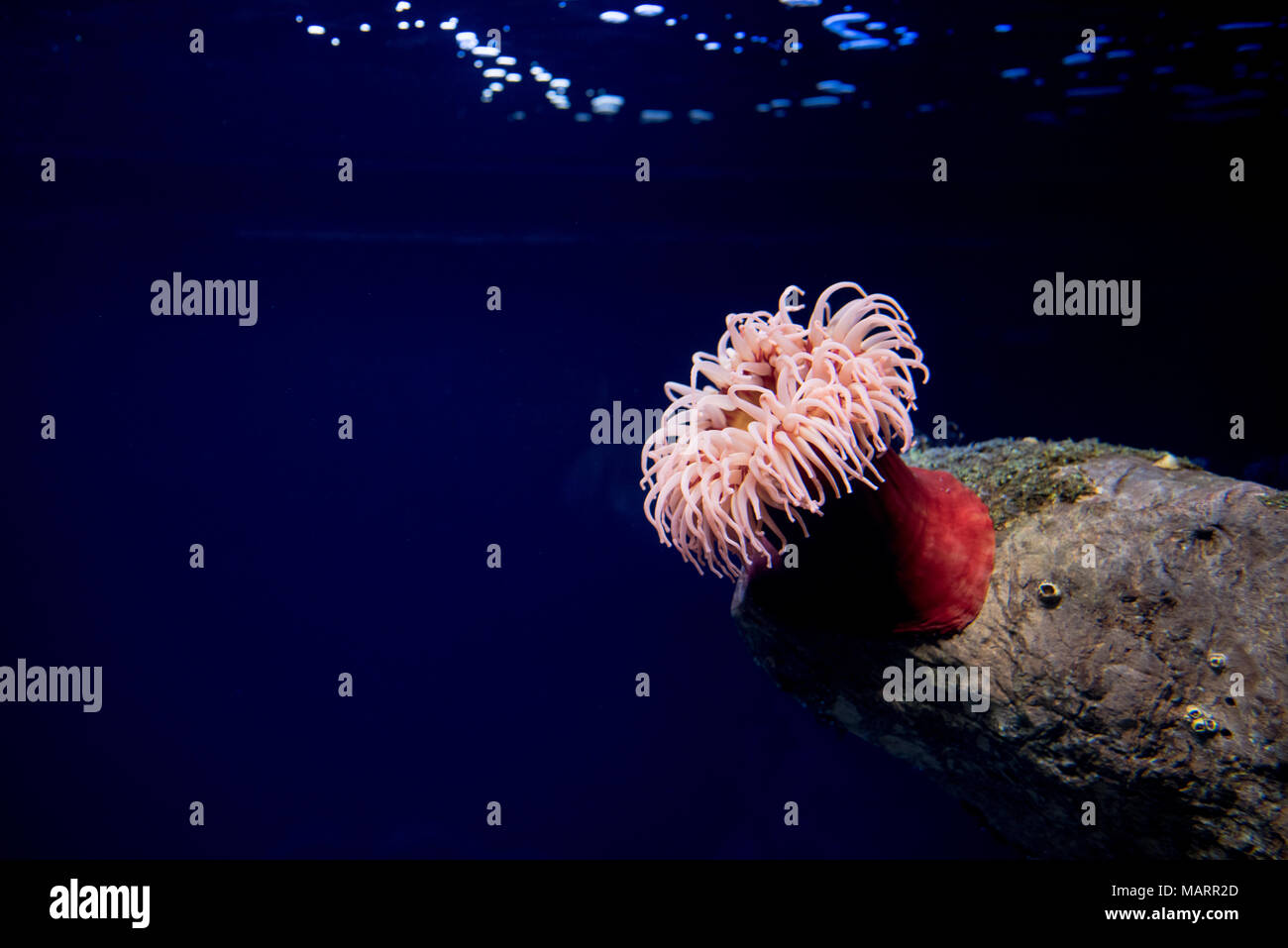 red sea anemone, sea tomato, actinaria, oceanario de Lisboa, Lisbon Stock Photo