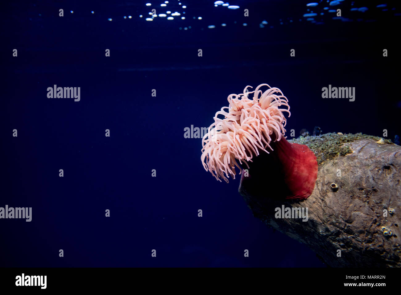 red sea anemone, sea tomato, actinaria, oceanario de Lisboa, Lisbon Stock Photo