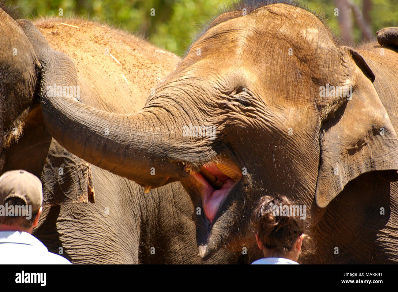 Laughing Elephants at the Zoo Stock Photo Alamy