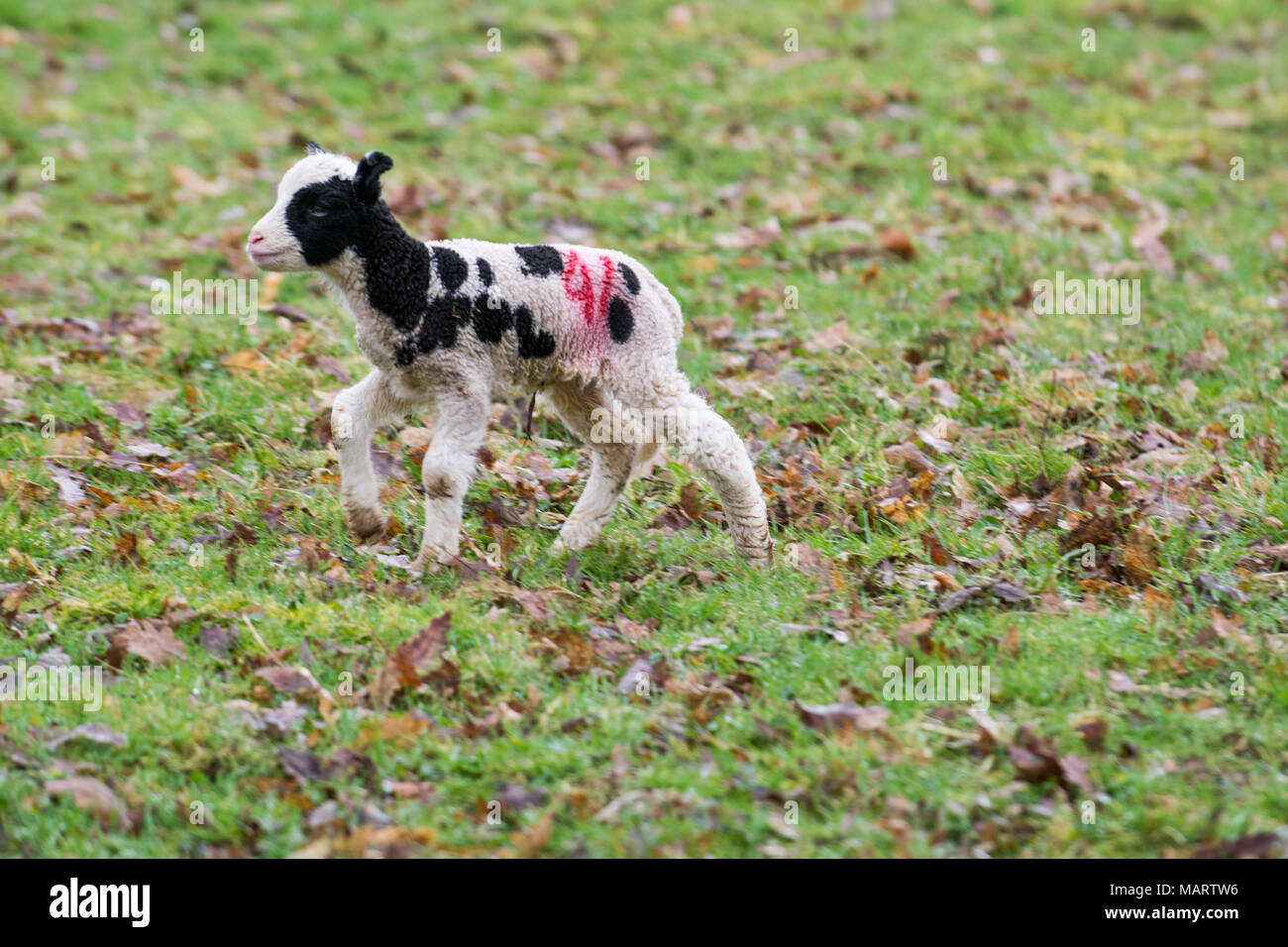 Baby lamb in field in spring during lambing season Stock Photo