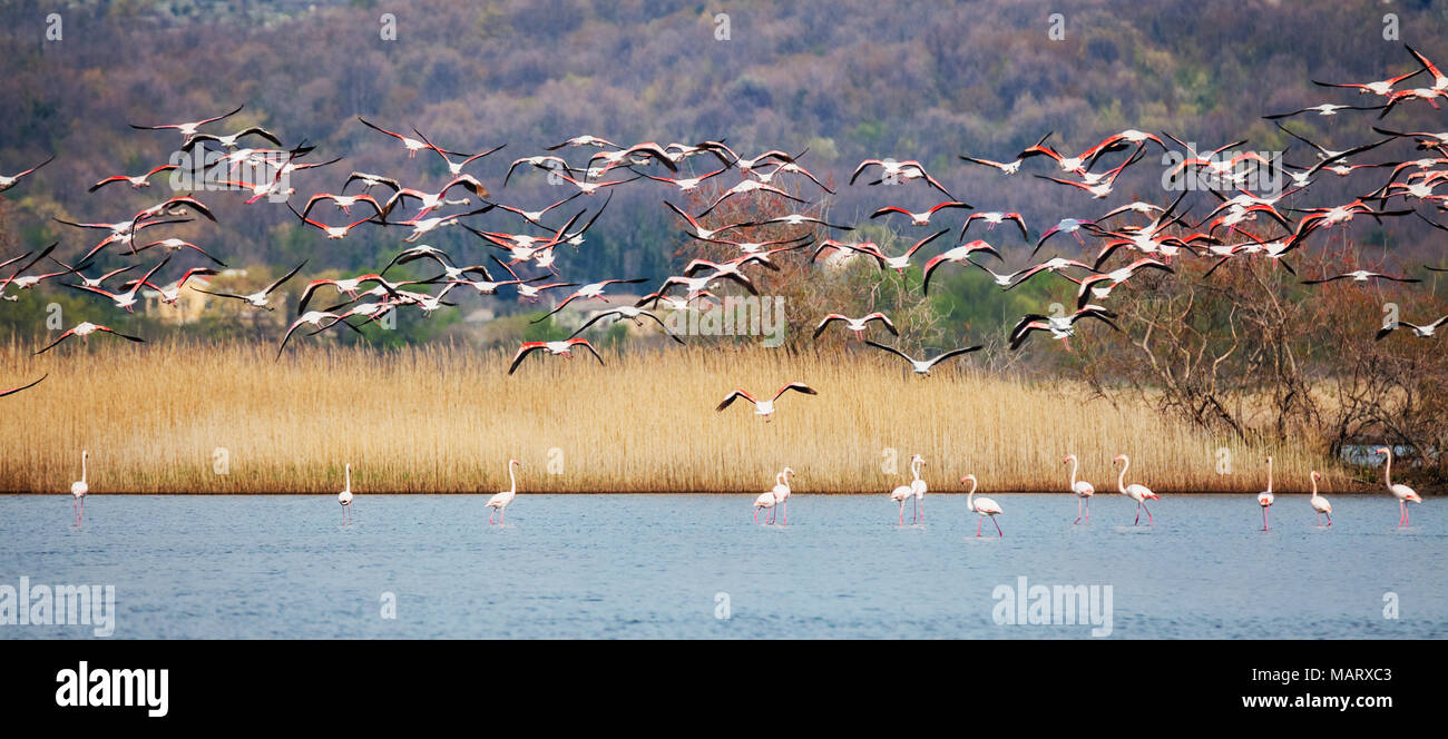 Greater flamingo, Phoenicopterus roseus Stock Photo