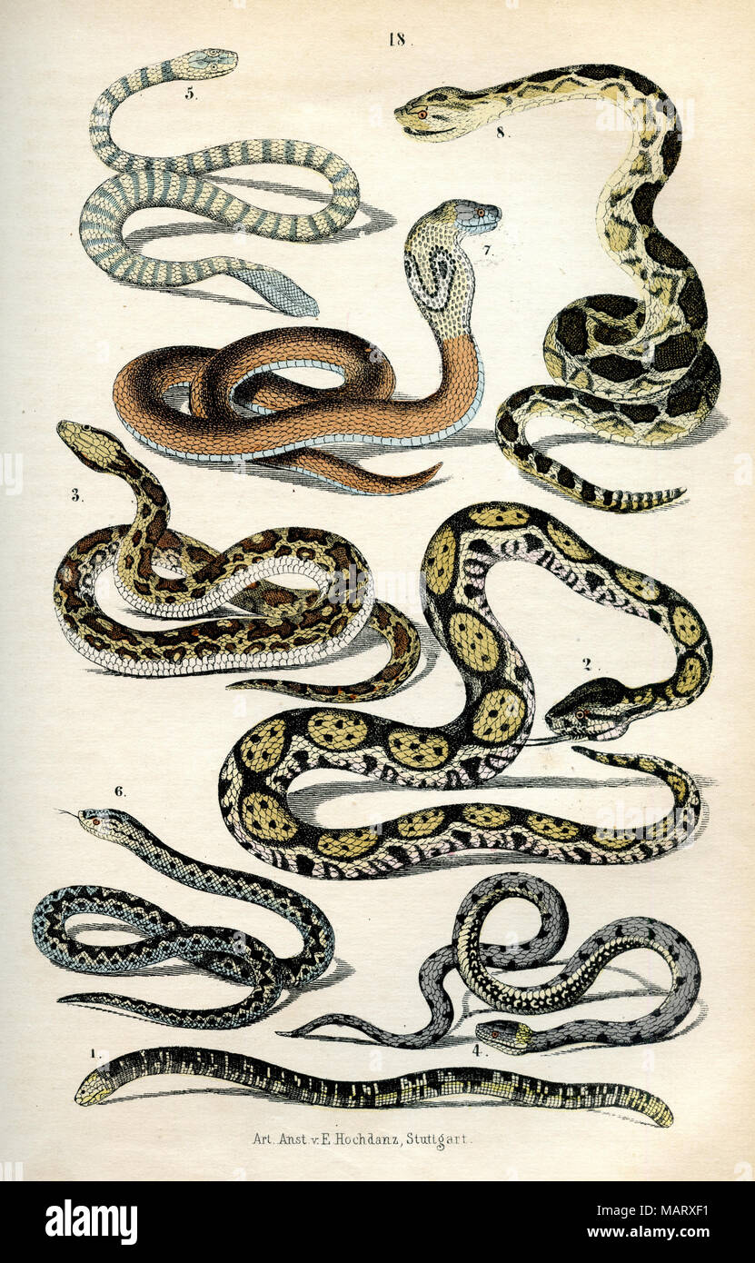 snakes: 1 idiot, 2 giant snake, 3 tabby, 4 grass snake, 5 water snake, 6 adder, 7 eyeglasses otter, 8 rattlesnake, Stock Photo