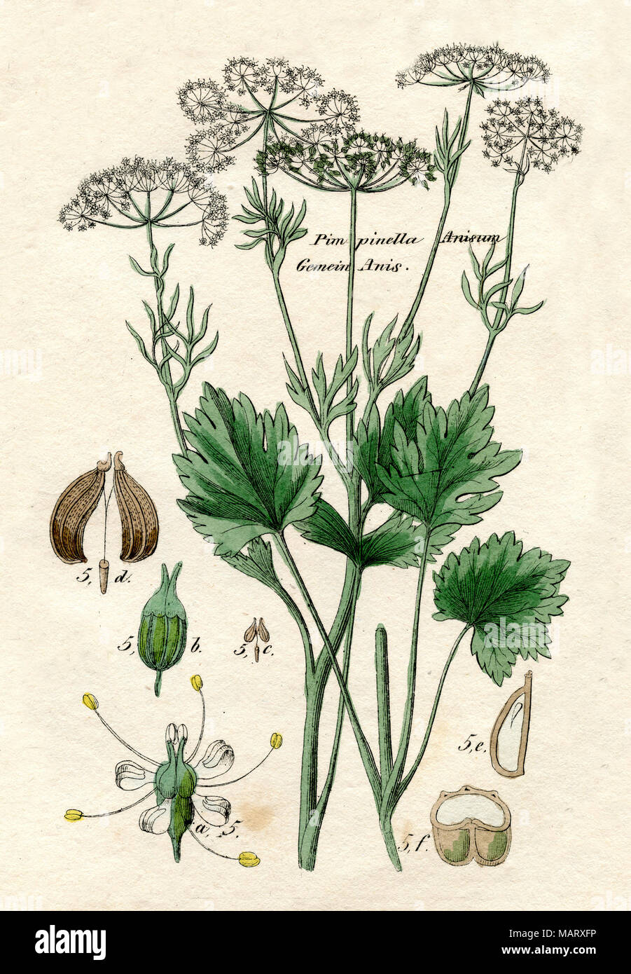 Anise, aniseed <Pimpinella anisum> Stock Photo - Alamy