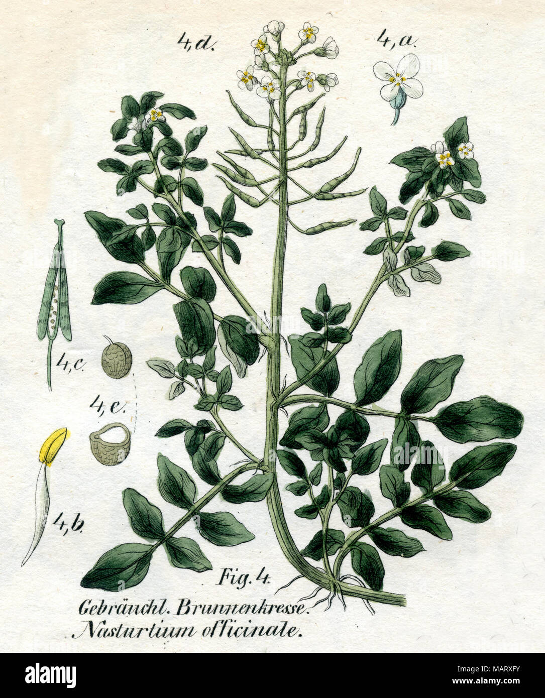 watercress <Nasturtium officinale>,    1850 Stock Photo
