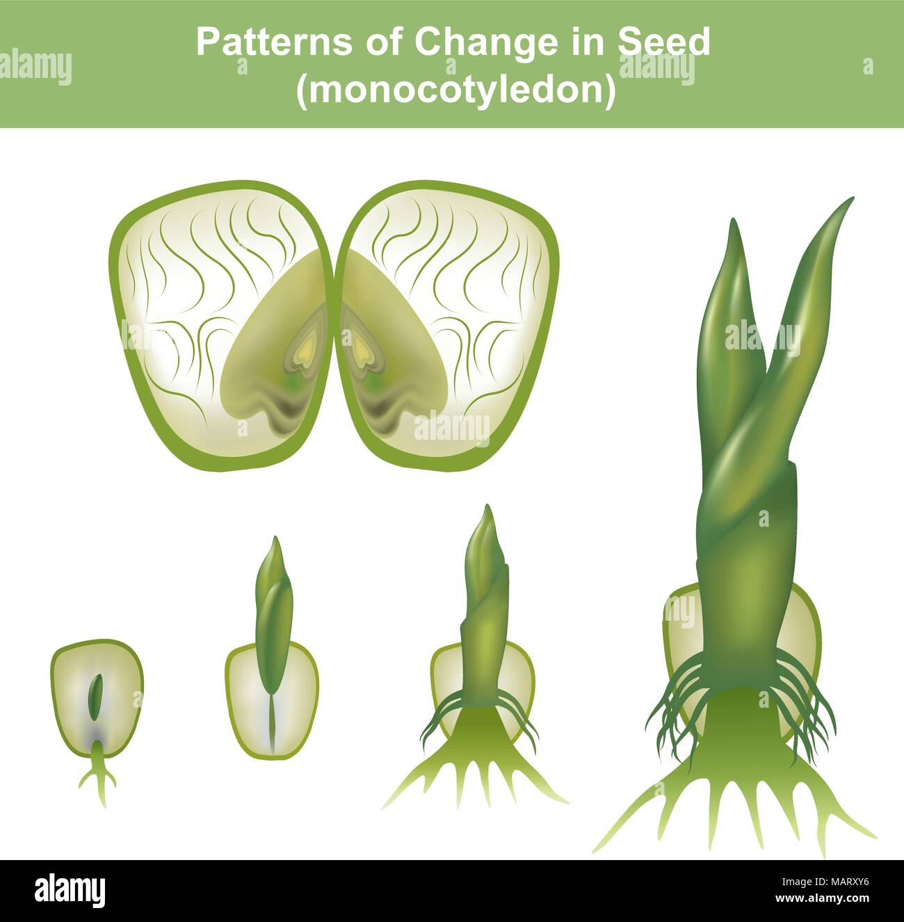 Monocotyledon. showing hypogeal development in which the cotyledon remains invisible within the seed, underground. Stock Vector