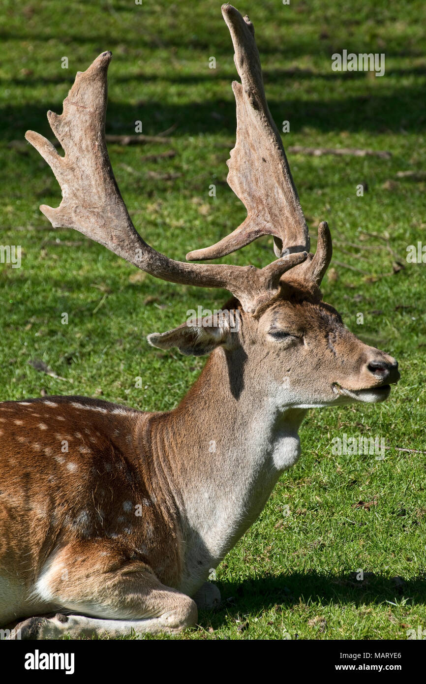 Deer laying down hires stock photography and images Alamy