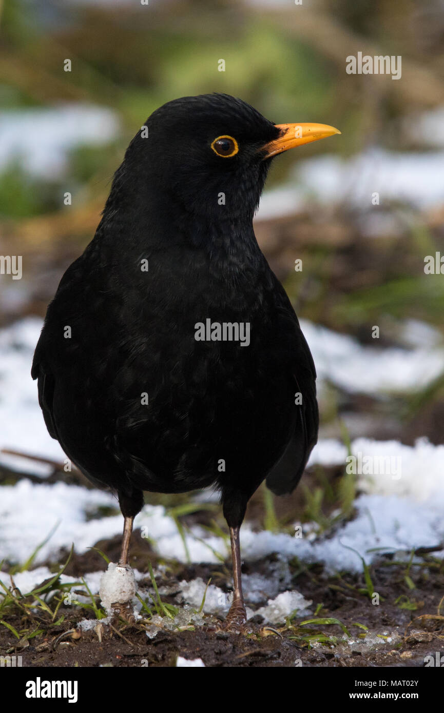adult male Eurasian Blackbird (Turdus merula) on the ground among patches of snow in winter Stock Photo