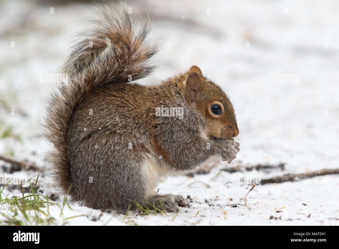 Eastern Grey Squirrel (Sciurus carolinensis) feeding on nuts in the snow Stock Photo