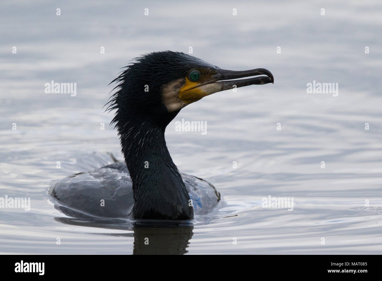 Great Cormorant (Phalacrocorax carbo) swimming in a lake Stock Photo