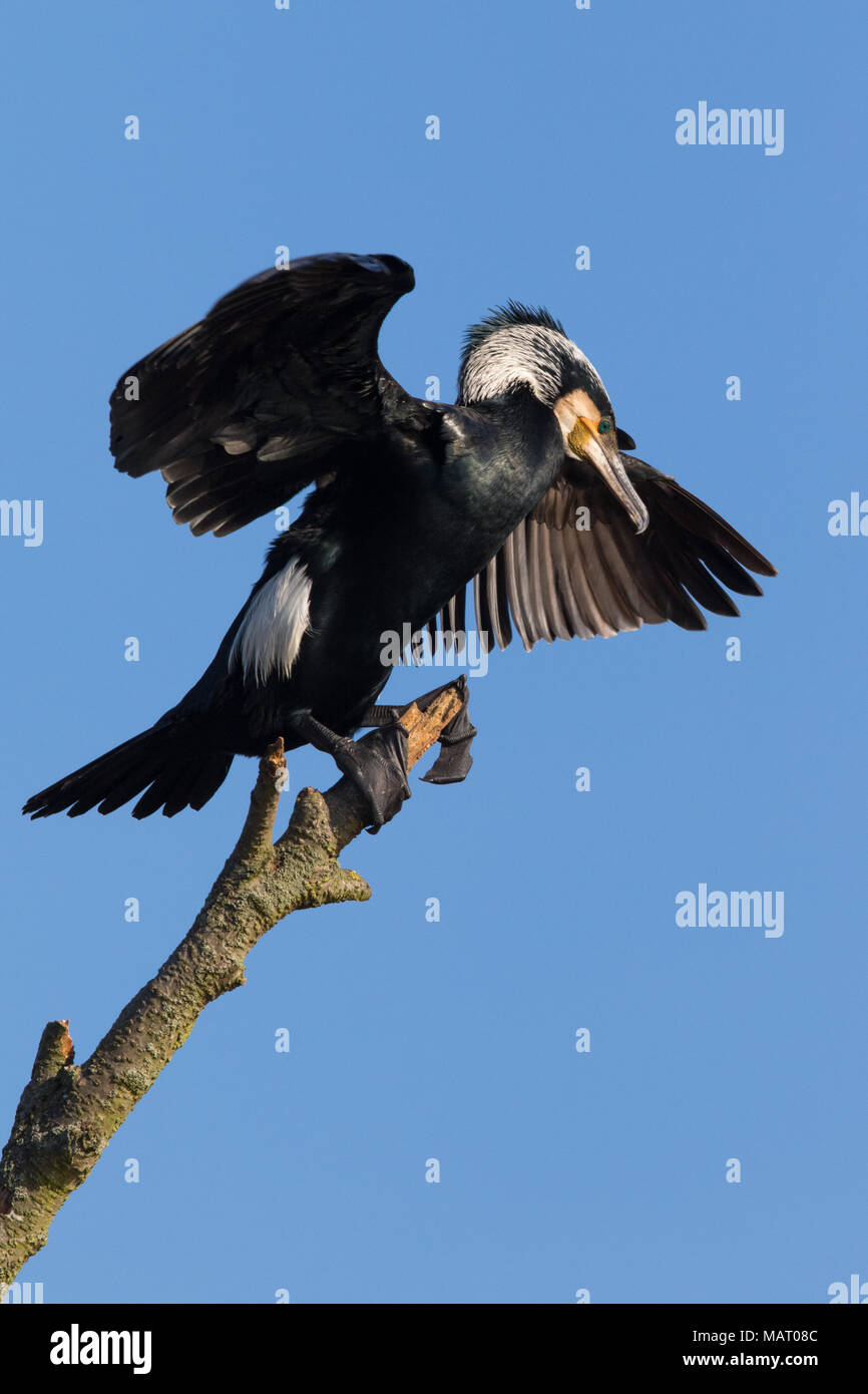 Great Cormorant (Phalacrocorax carbo) in courtship plumage drying its wings in the morning sun Stock Photo