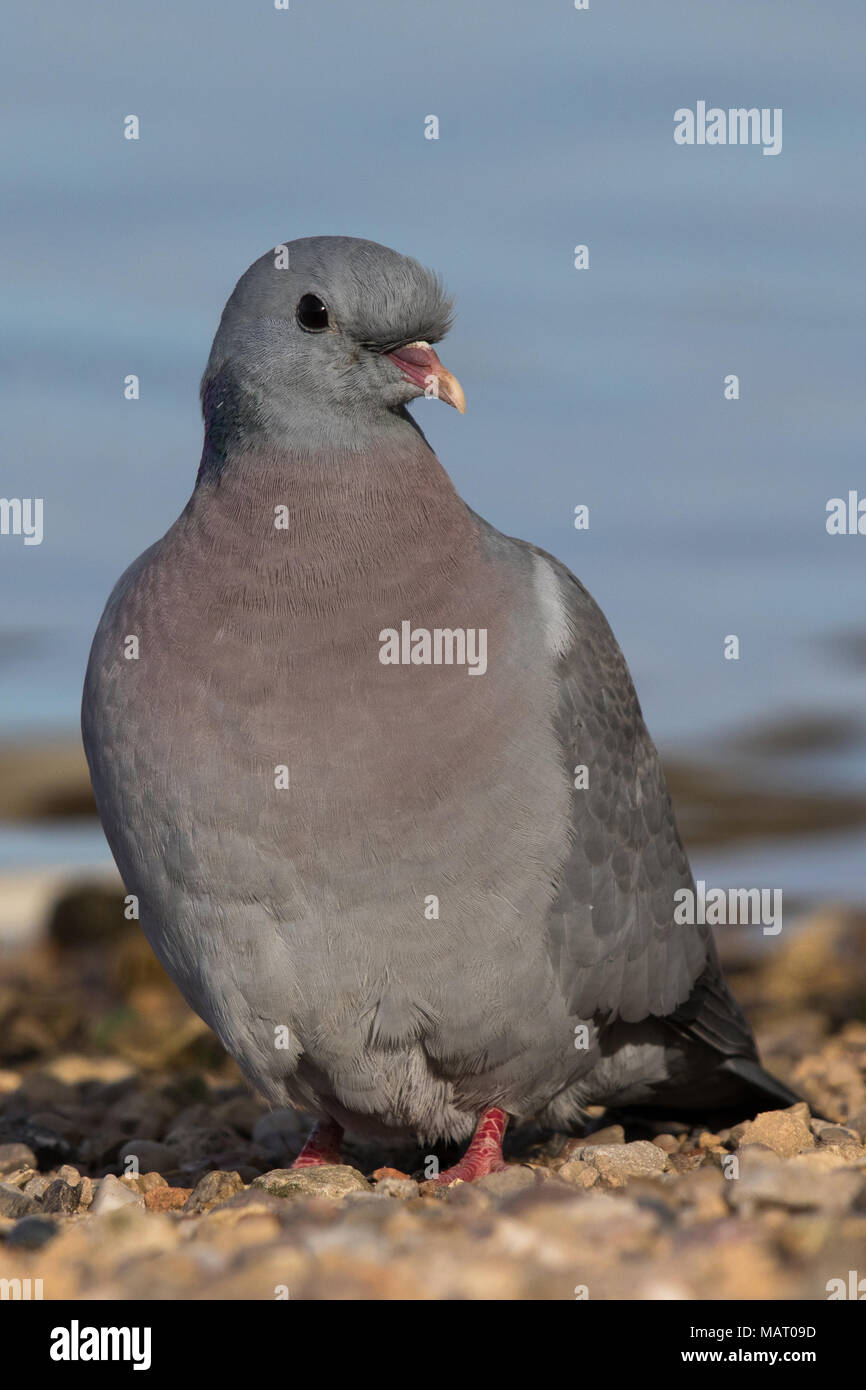 Stock Dove (Columba oenas) standing at the water's edge of a lake Stock Photo