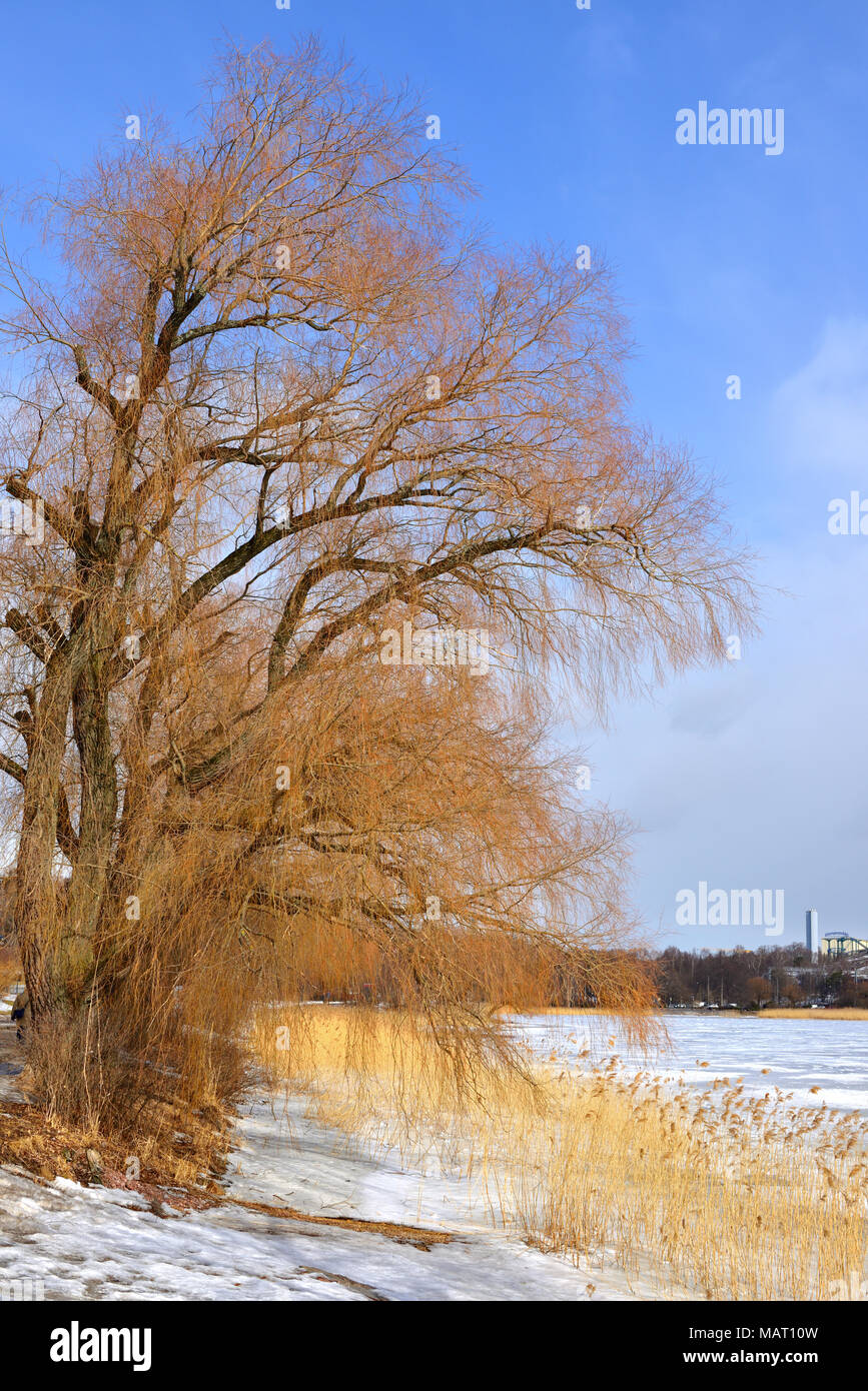 Spring in Helsinki, Finland. Hesperia Park Stock Photo - Alamy