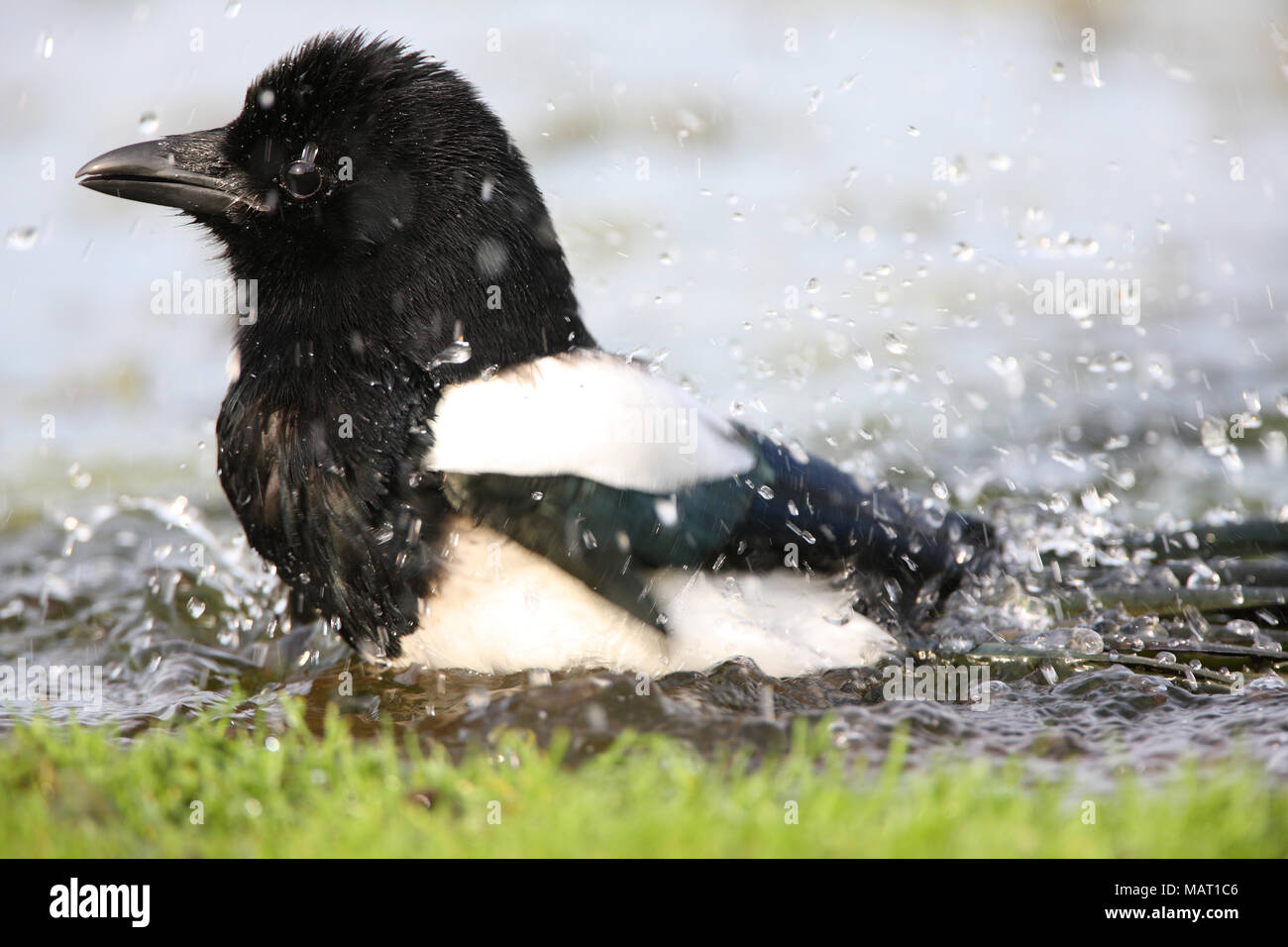 Crows bathing hi-res stock photography and images - Alamy