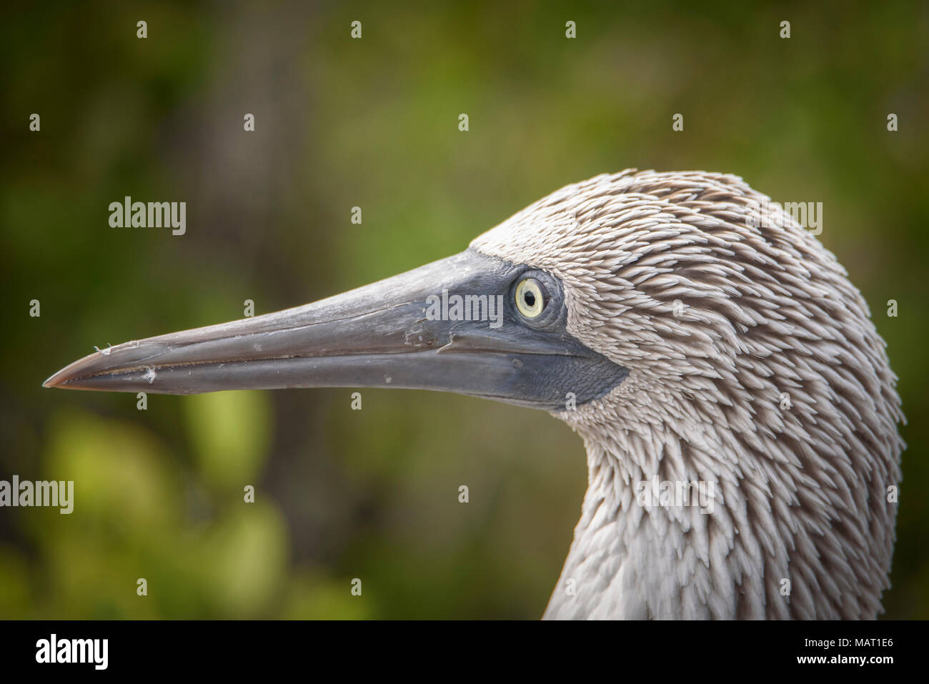 Close up of Blue Footed Booby's head taken at Las Tuneles, Isabela ...