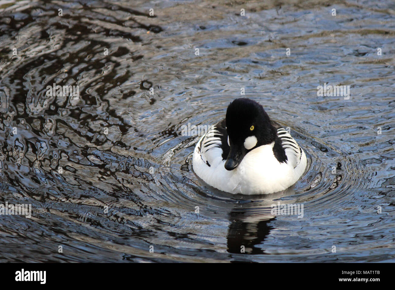 Black and White Duck Stock Photo