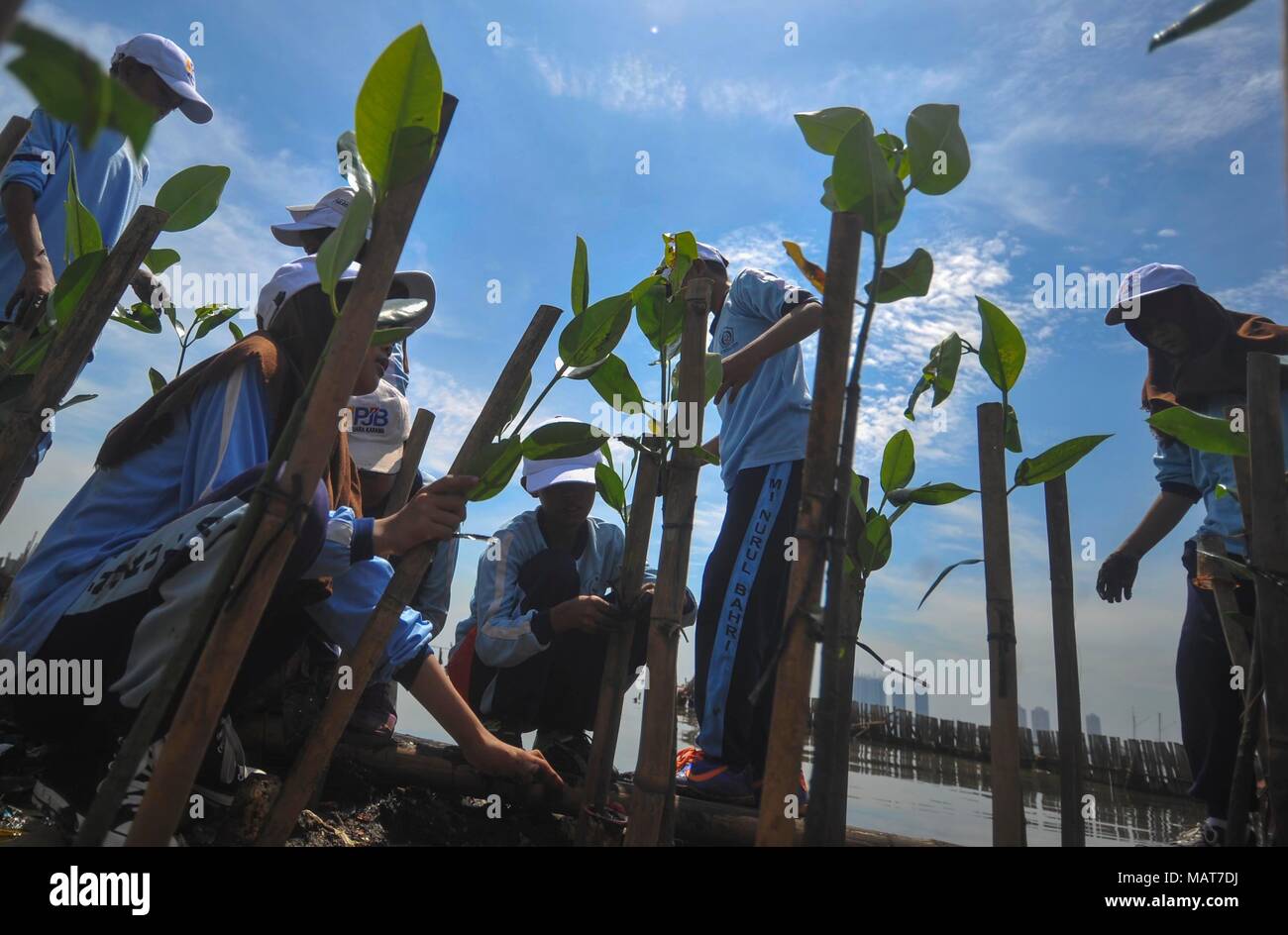 (180404) -- JAKARTA, April 4, 2018 (Xinhua) -- School children plant Mangrove trees at the Gulf coast of Jakarta, Indonesia, April 4, 2018. (Xinhua/Zulkarnain) (zxj) Stock Photo