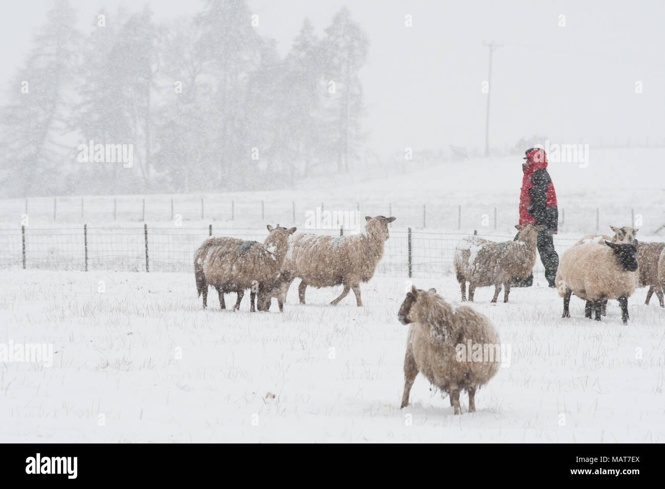 Stirlingshire, Scotland, UK - 4 April 2018: UK weather - a farmer checks on his sheep as Scotland's Central Belt experiences more heavy snow Credit: Kay Roxby/Alamy Live News Stock Photo