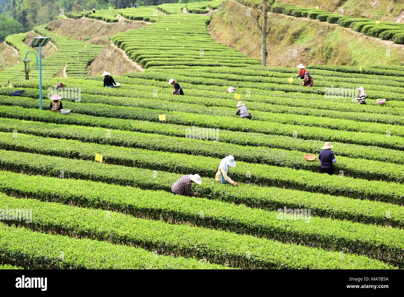 April 4, 2018 - Enshi, Enshi, China - Peasants are busy with tea harvest in Enshi, central China's Hubei Province. (Credit Image: © SIPA Asia via ZUMA Wire) Stock Photo